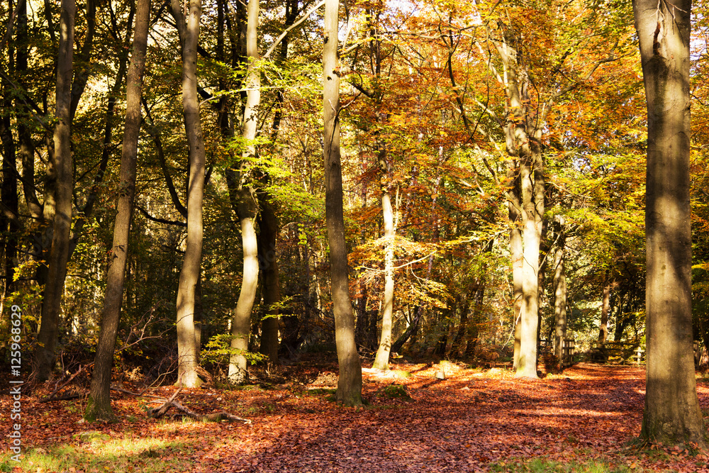 Obraz premium Woodland scene with yellow and brown autumn leaves