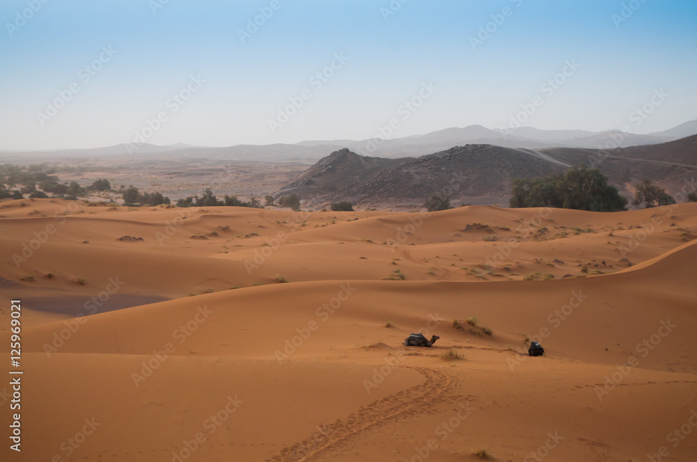 View over the Sahara Desert with camels waiting for tourists