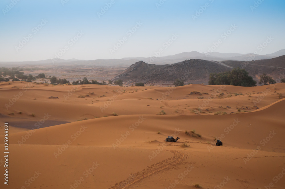View over the Sahara Desert with camels waiting for tourists View over the Sahara Desert with camels waiting for tourists