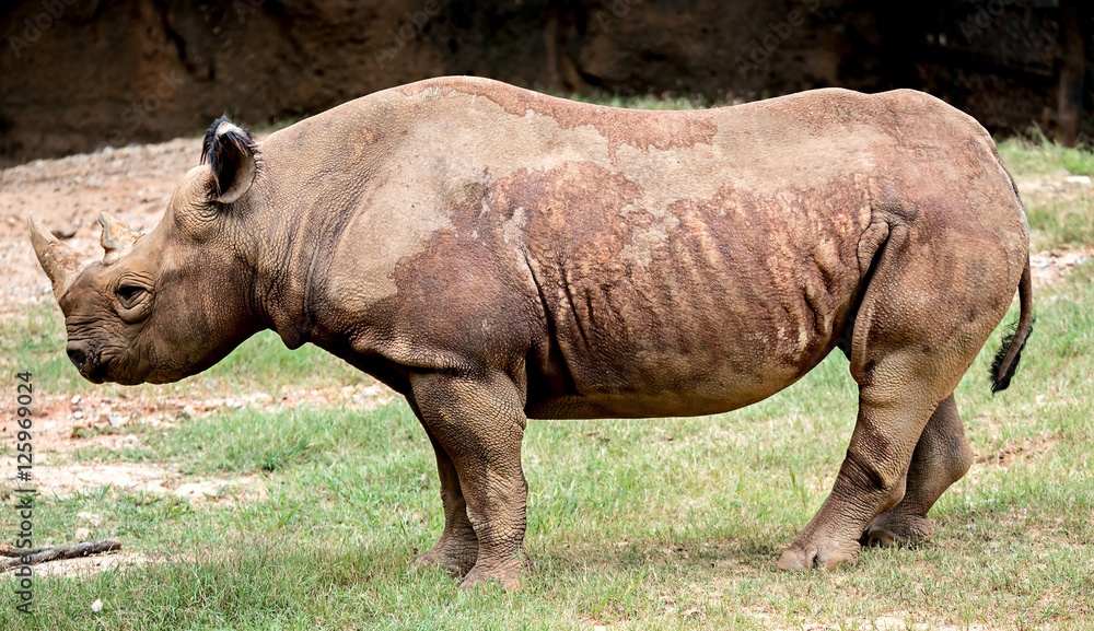 rhinoceros enjoying on green grassy meadow rhinoceros enjoying on green grassy meadow