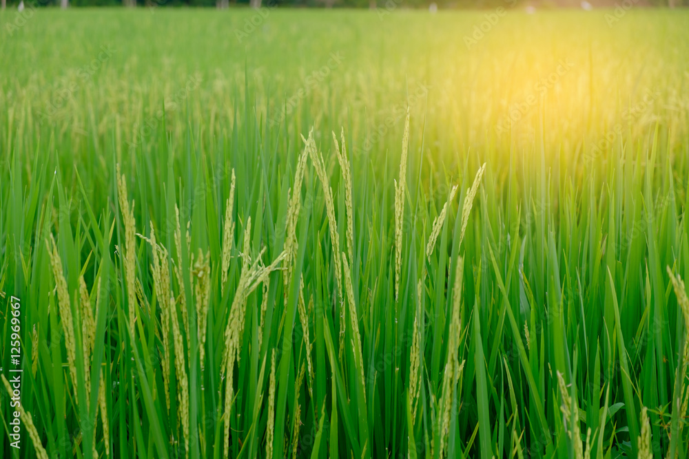 green paddy rice. Green ear of rice in paddy rice field under sunrise, Blur Paddy rice field background