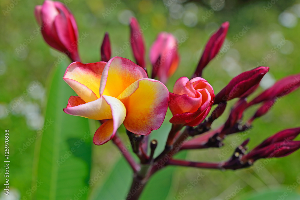 closed up beautiful red plumeria flower in the garden closed up beautiful red plumeria flower in the garden