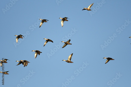 Flying spot billed duck.