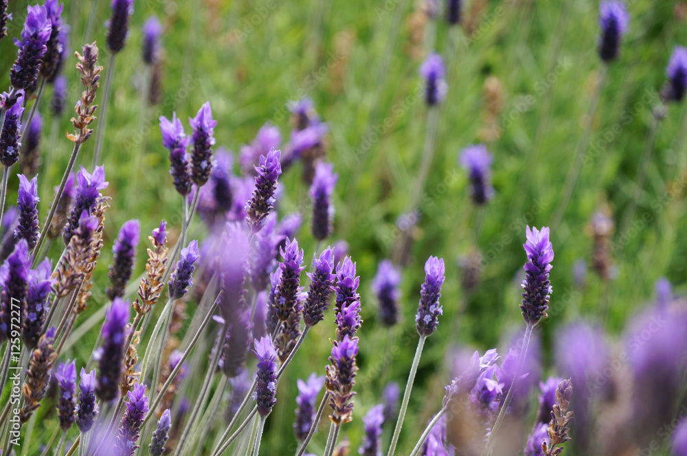 Lavender flowers in Stellenbosh,Cape Town, South Africa. Lavender flowers in Stellenbosh,Cape Town, South Africa.