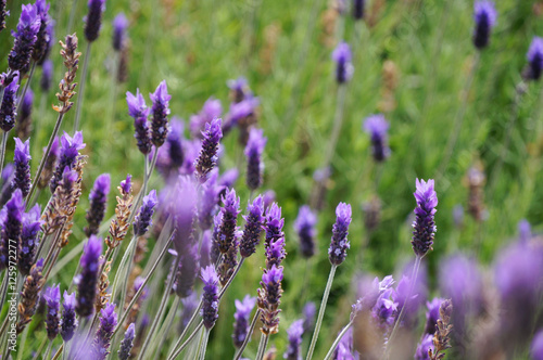 Lavender flowers in Stellenbosh Cape Town  South Africa.