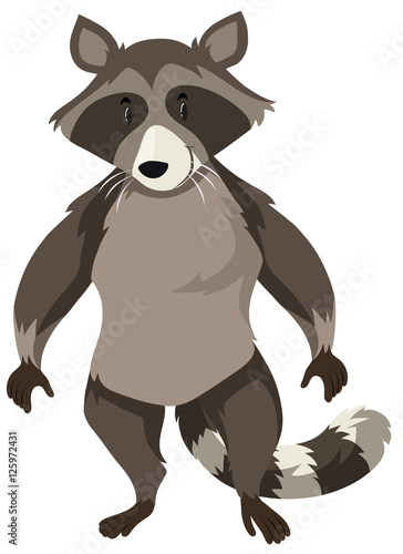 Wild raccoon on white background