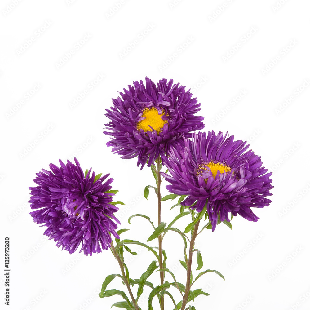 Bouquet purple asters on a isolated white background.