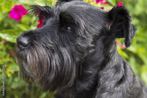 Portrait of black schnauzer dog on the grass