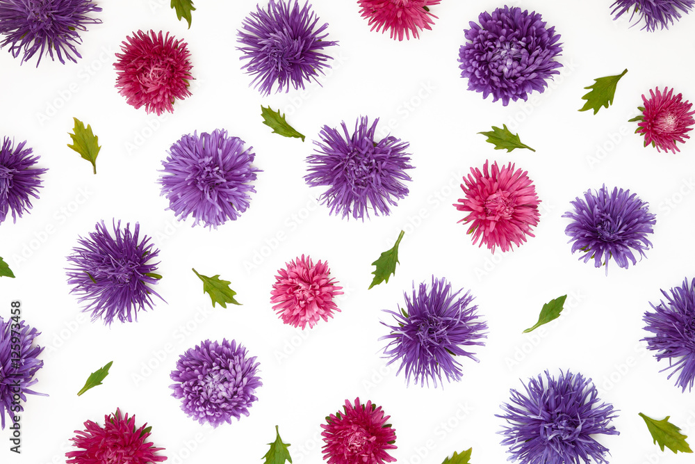 Pattern with Aster flowers on white background Pattern with Aster flowers on white background