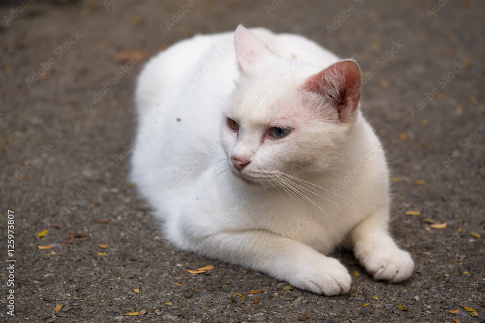 White Cat and two color eye