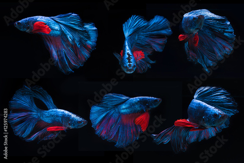 Blue fighting fish, betta on black background