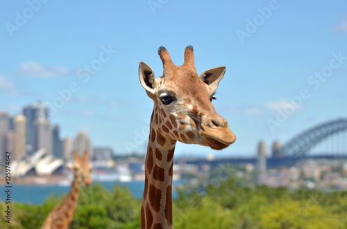 Giraffes in Taronga Zoo Sydney New South Wales Australia