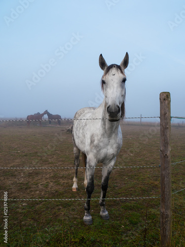 White Horse Standing on a Paddock