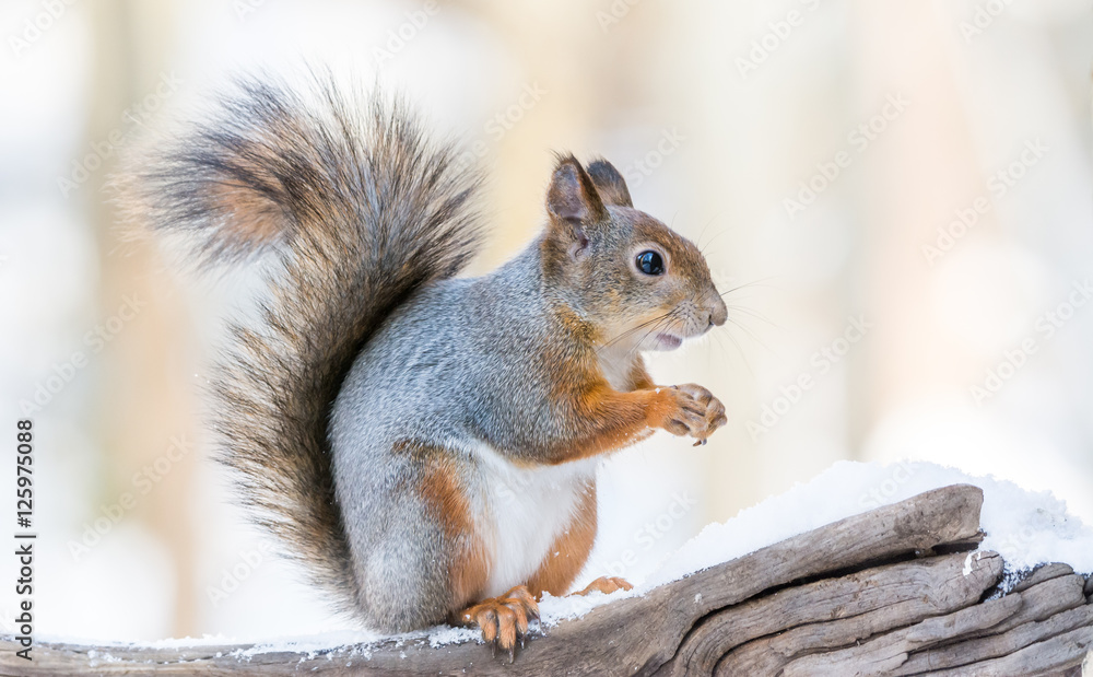 Obraz premium Squirrel