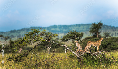 Family of Cheetahs on high ground spotting for prey during the wet season  Serengeti  Tanzania  