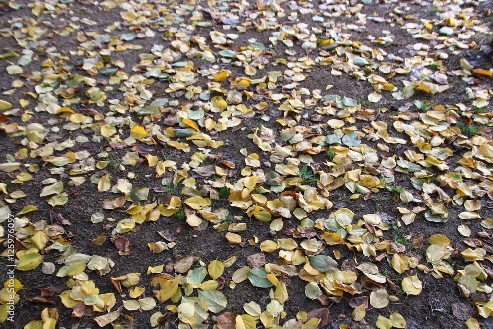autumn autumn