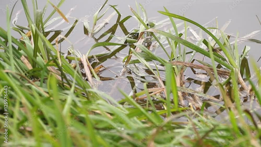 Grüne Wasserpflanzen im See Grüne Wasserpflanzen im See