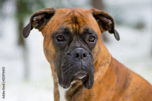 Fototapeta Naklejka Na Ścianę i Meble -  Dog Boxer Portrait 