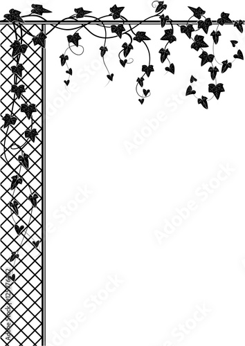 ivy and lattice