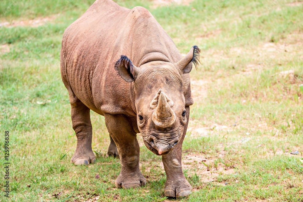 Fototapeta premium rhinoceros enjoying on green grassy meadow