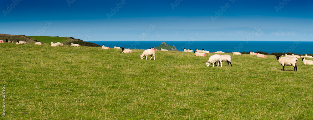 Obraz premium Flock of sheep on a green meadow with the atlantic ocean in the background. Picture taken near Port Quin in northern Cornwall.