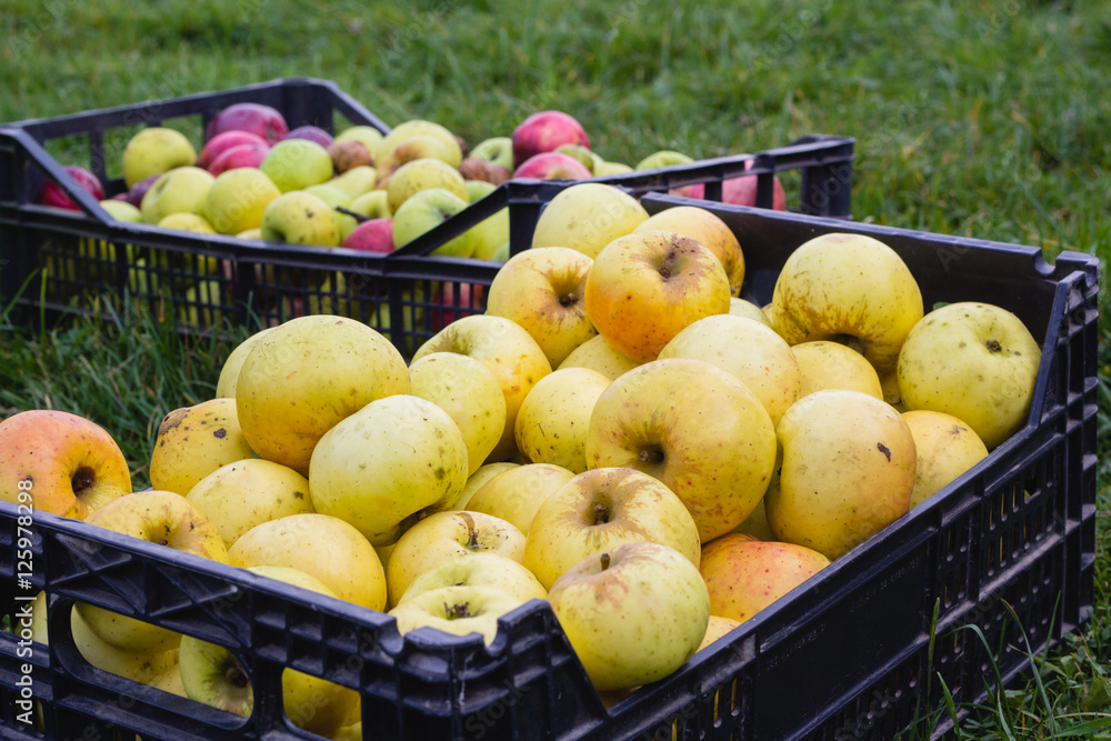 yellow apples in box on green grass background yellow apples in box on green grass background