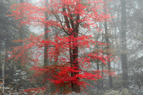 Beautiful surreal alternate color fantasy Autumn Fall forest lan