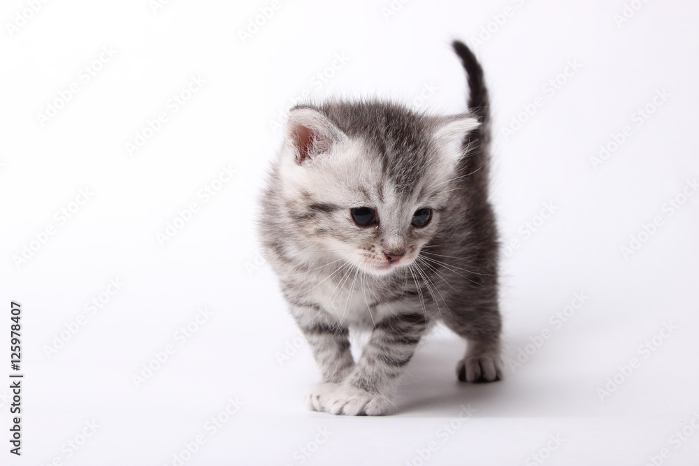 gray kitten on a white background