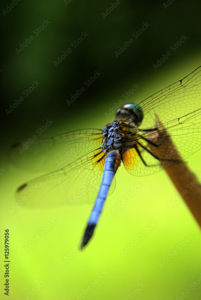Dragonfly Dragonfly