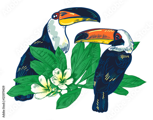 Toucan, Vector hand drawn illustration