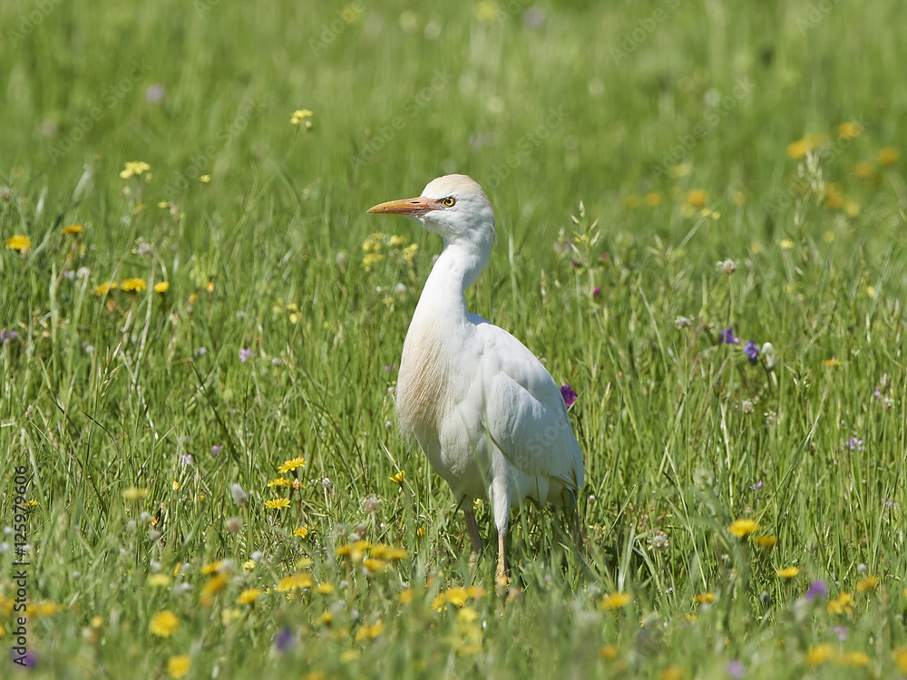 Obraz premium Cattle egret (Bubulcus ibis)