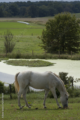Horse on Farm 