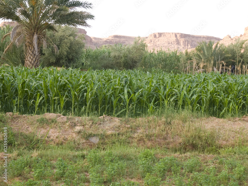 Obraz premium Campos en Marruecos