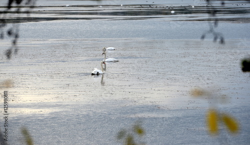 Schwantrio, 3 Schwäne schwimmen in silberglänzendem See photo