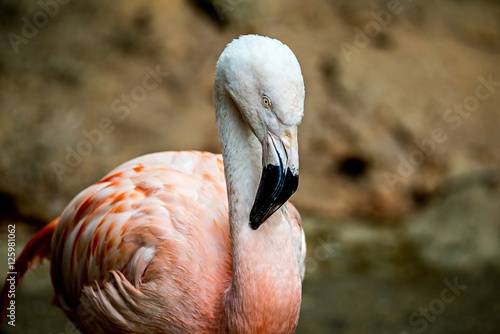 pink flamingo bird bathing in the sun
