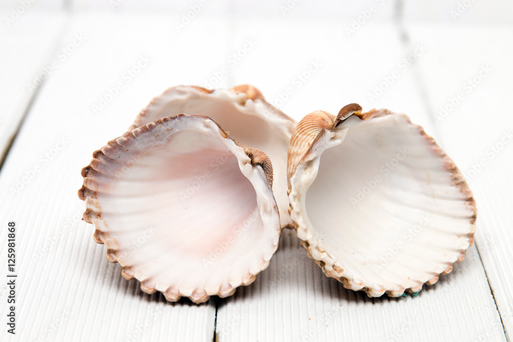 several clam shells isolated