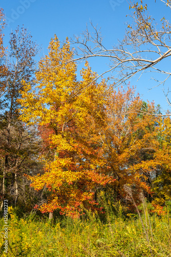 Beautiful mable trees in colorful autumn time
