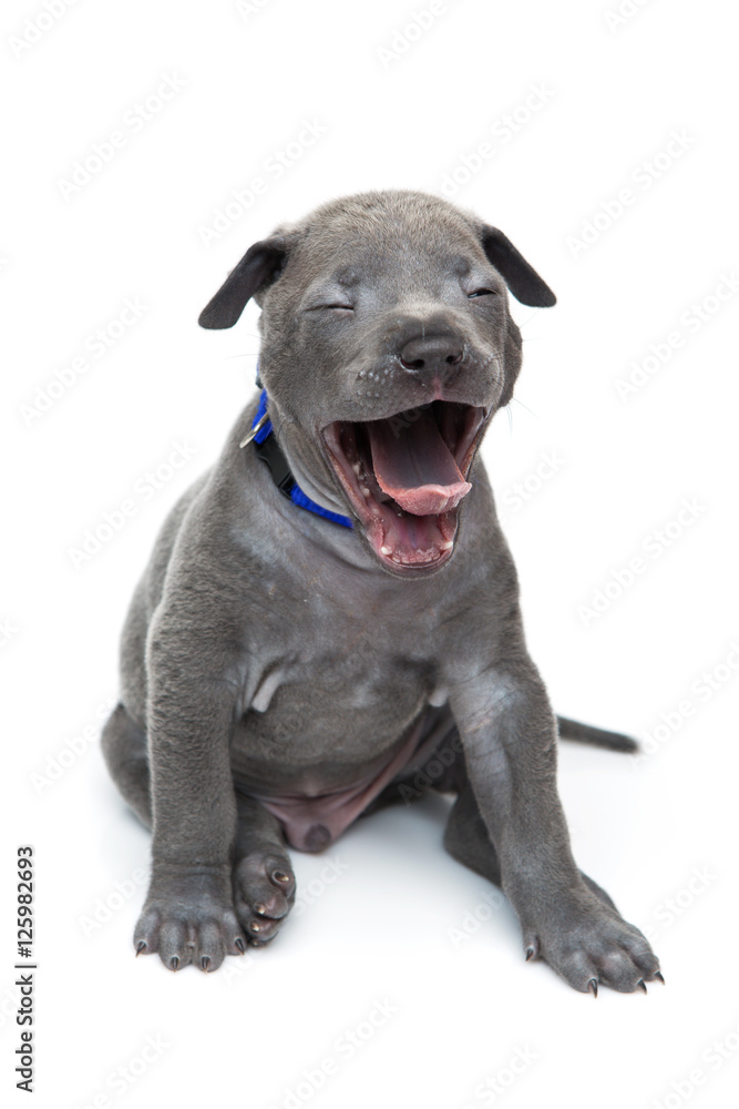 Fototapeta premium Thai ridgeback puppy yawning