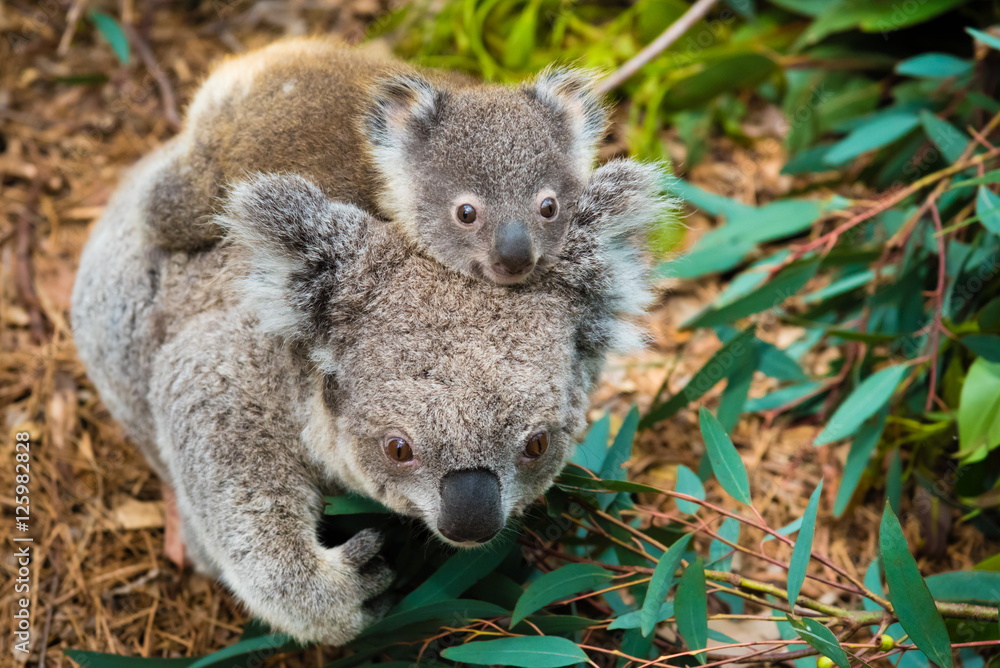 Obraz premium Australian koala bear native animal with baby