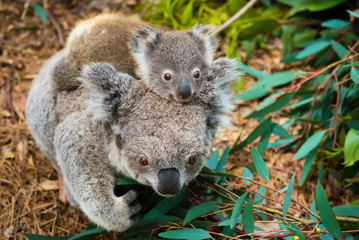 Ingelijste posters Koala Inheemse koalabeer met jong  © stanciuc