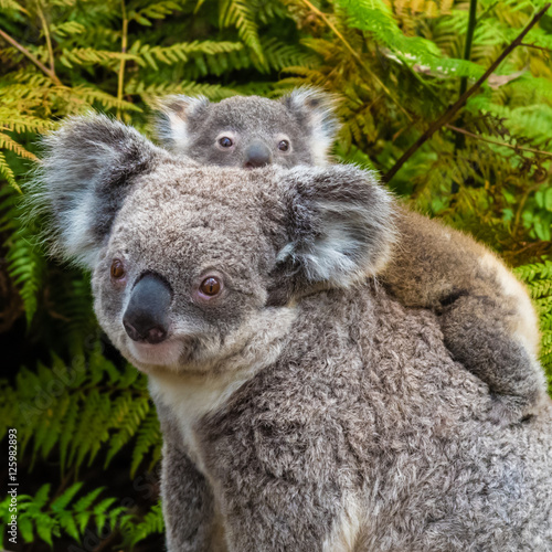Australian koala bear native animal with baby photo