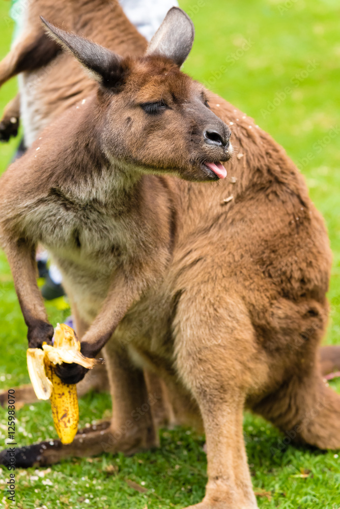 Close-up on a kangaroo eating a banana with a funny face
