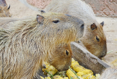 marmot feeding corn in wooden feed racks