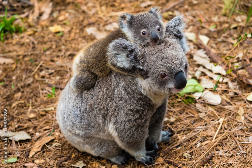 Naklejka premium Australian koala bear native animal with baby