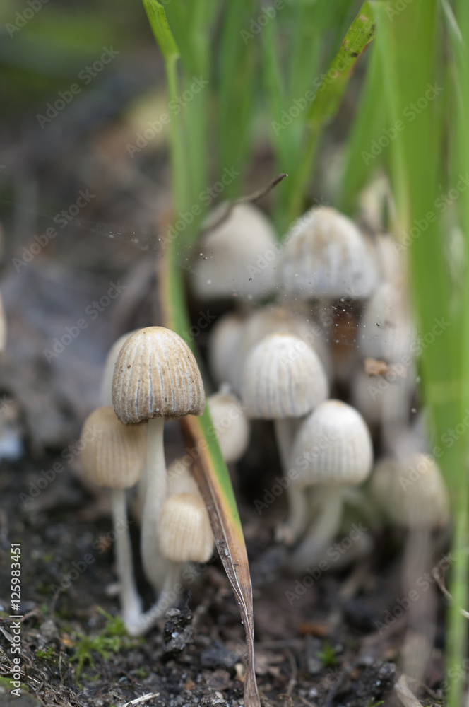 Mushrooms (Coprinus disseminatus) on a stump Mushrooms (Coprinus disseminatus) on a stump