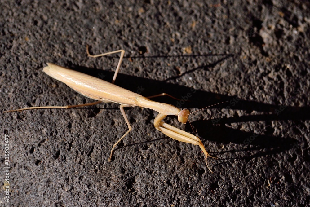 Praying mantis with its shade on rock Praying mantis with its shade on rock