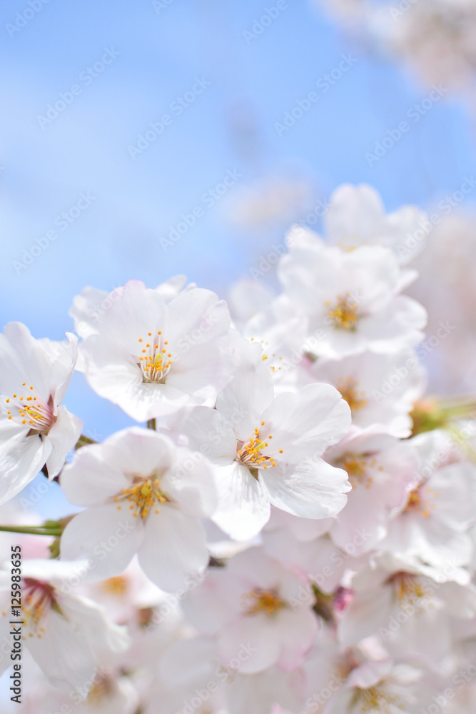Cherry blossom Cherry blossom