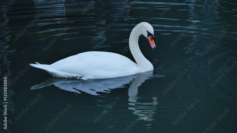 Fototapeta premium Sich spiegelnder Schwan zur blauen Stunde