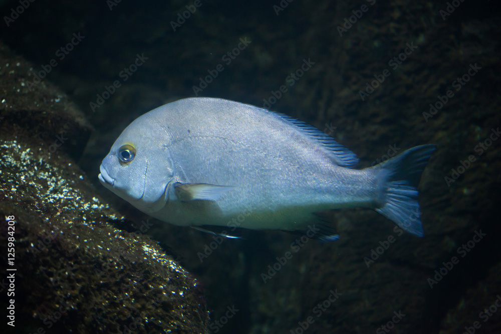 Rubberlip grunt (Plectorhinchus mediterraneus). Rubberlip grunt (Plectorhinchus mediterraneus).