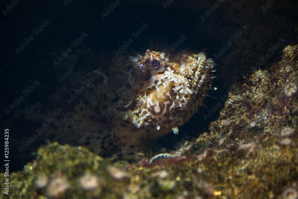 Red scorpionfish (Scorpaena scrofa) Red scorpionfish (Scorpaena scrofa)